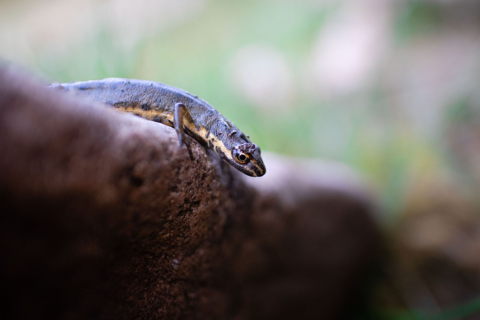 The Great Crested Newt