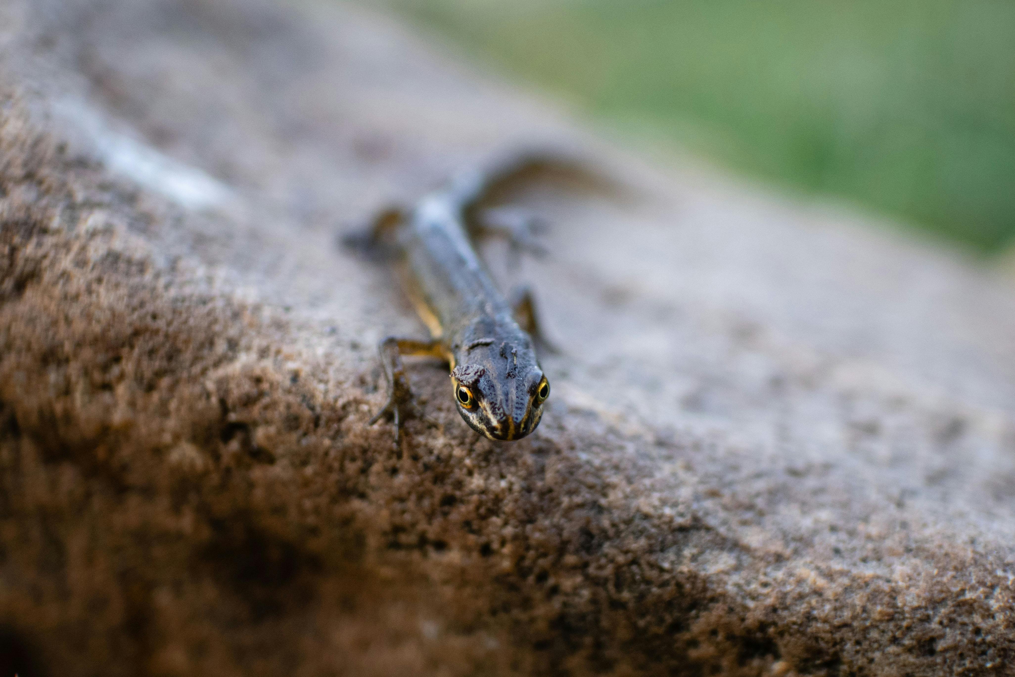 1,800+ Newt Lizard Pictures Stock Photos, Pictures & Royalty-Free