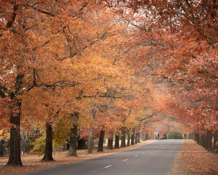 Peaceful autumn scene with empty road lined by vibrant fall foliage in Macedon, Australia.