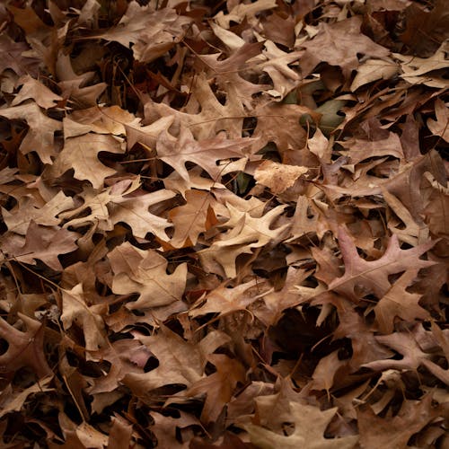 Brown Maple Leaves 