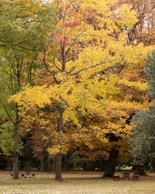 Yellow and Green Leaves Trees