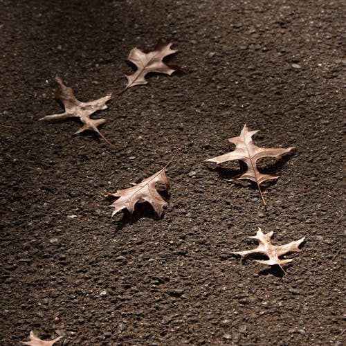 Brown Maple Leaves on the Ground