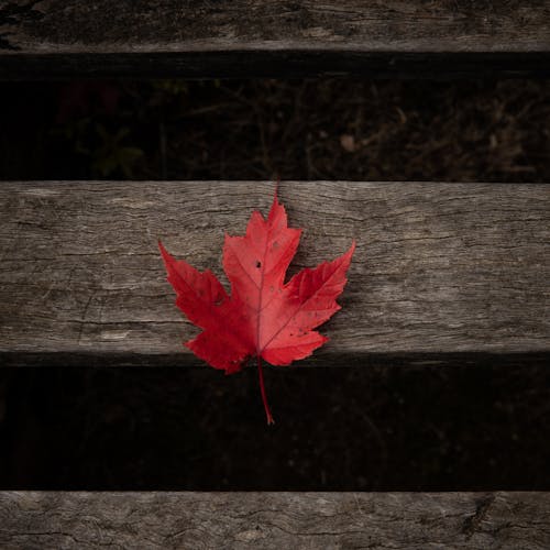 Red Maple Leaf on Brown Wooden Surface