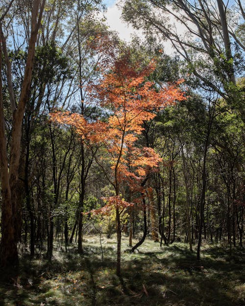 Trees in a Forest