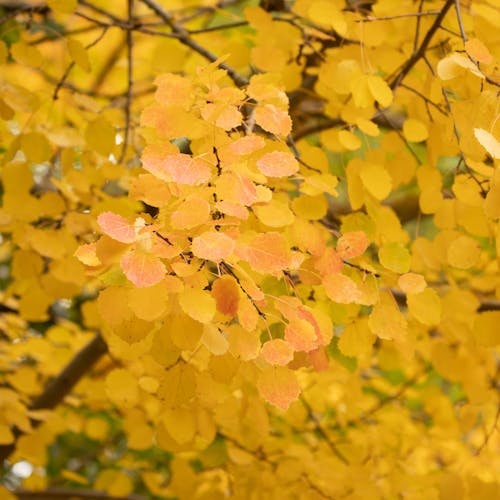 Yellow Leaves on Tree Branch