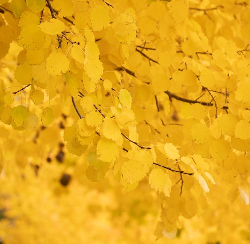 A Close-Up Shot of Yellow Leaves