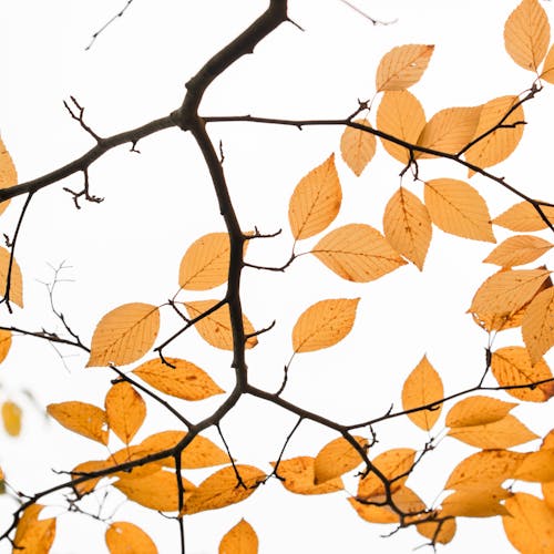 Бесплатное стоковое фото с ветви, коричневые листья, крупный план