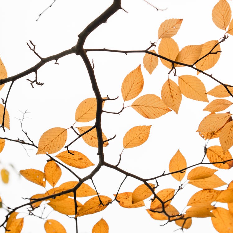 A Close-Up Shot of Brown Leaves on a Branch