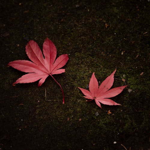 Red Maple Leaves on the Ground