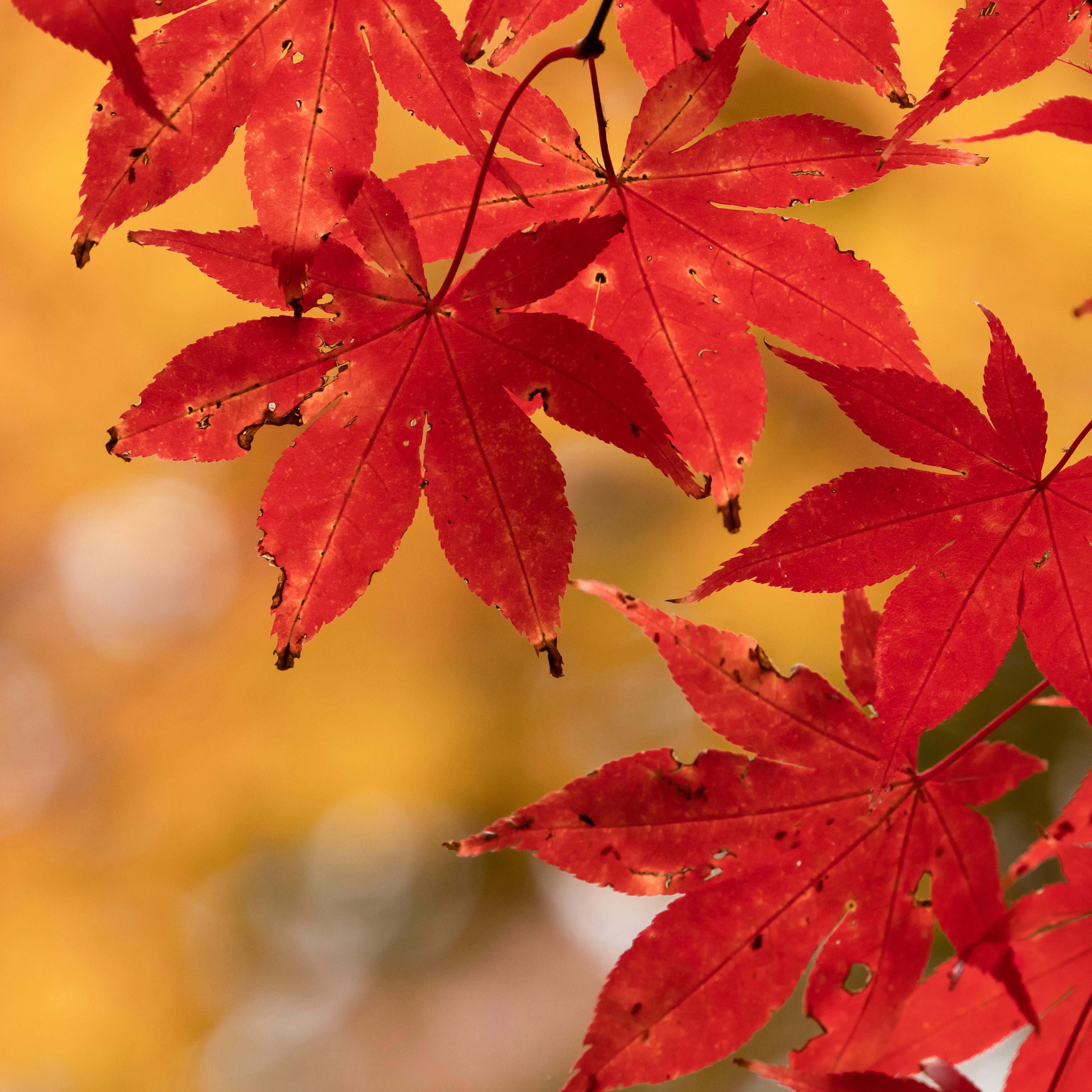 Close-up of red maple leaves with a bright autumn background, showcasing fall's vibrant colors.