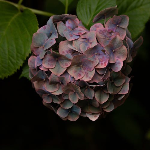 A Hydrangea Flower in Close Up Photography during Fall Season