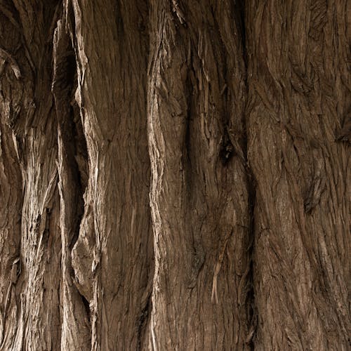 
A Close-Up Shot of a Tree Trunk