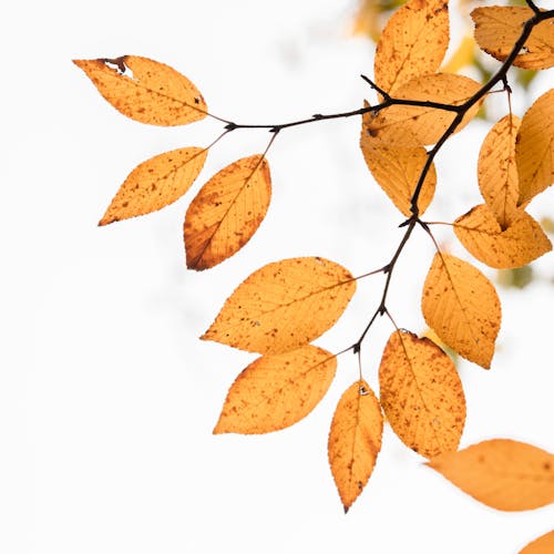 Kostnadsfri bild av falla, gula löv, höst