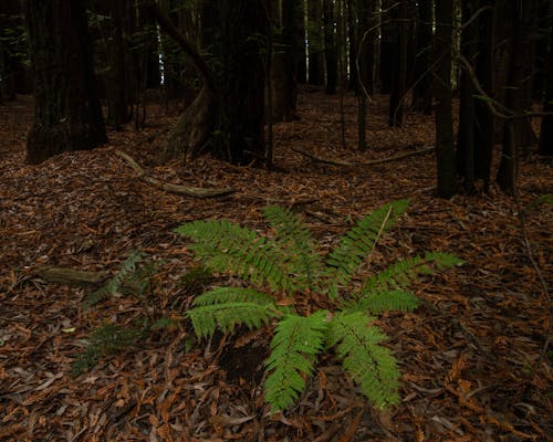 A Fern Plant on the Ground