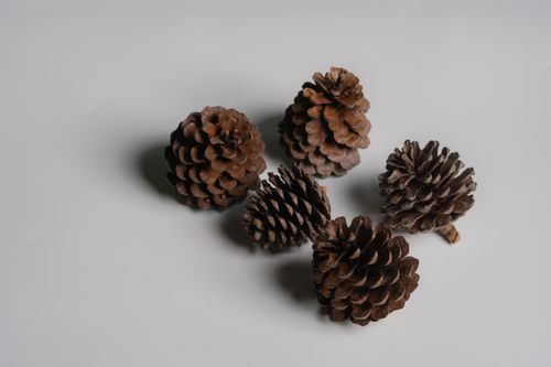 Free Close-up of five natural pine cones arranged on a light surface, ideal for nature-themed designs. Stock Photo
