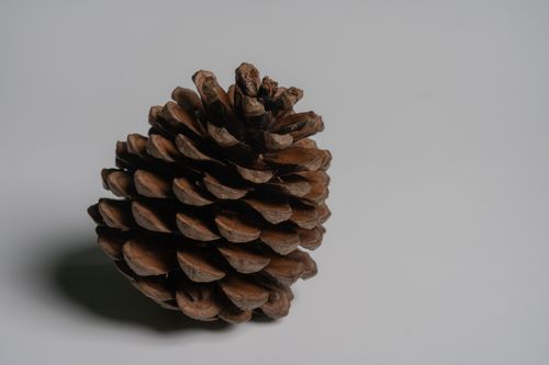 Free Detailed studio shot of a pine cone with a minimalist background. Stock Photo