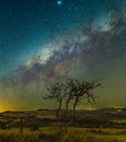 Bare Tree Under Starry Sky during Night Time
