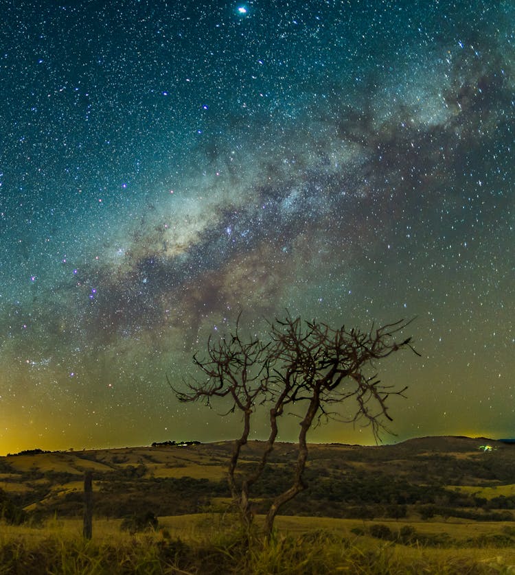 Bare Tree Under Starry Sky During Night Time