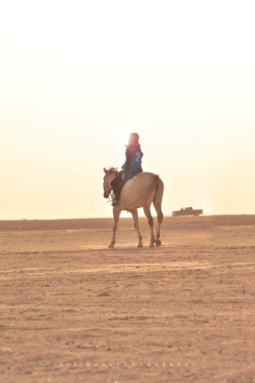 Free stock photo of animal, cowgirl, dipindasak Stock Photo