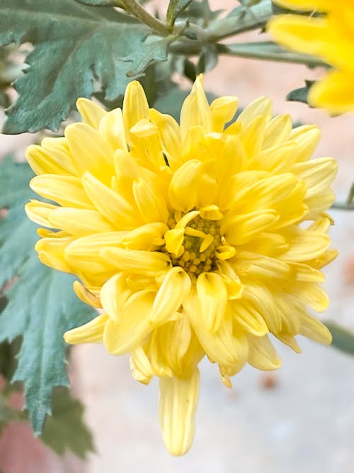 Free Close Up Photo of Yellow Flower Stock Photo