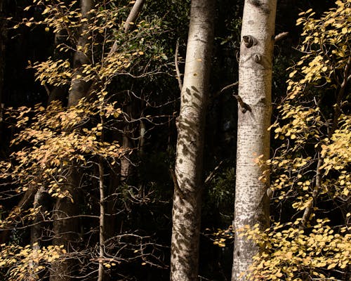 Tall Trees in the Forest