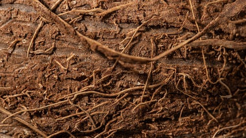 Roots in Brown Soil