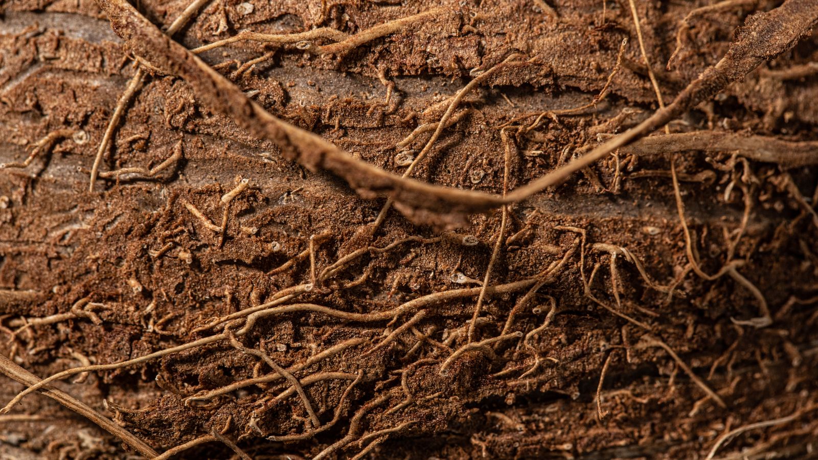 Plant roots intertwined in rich brown soil, representing grounding and the root chakra
