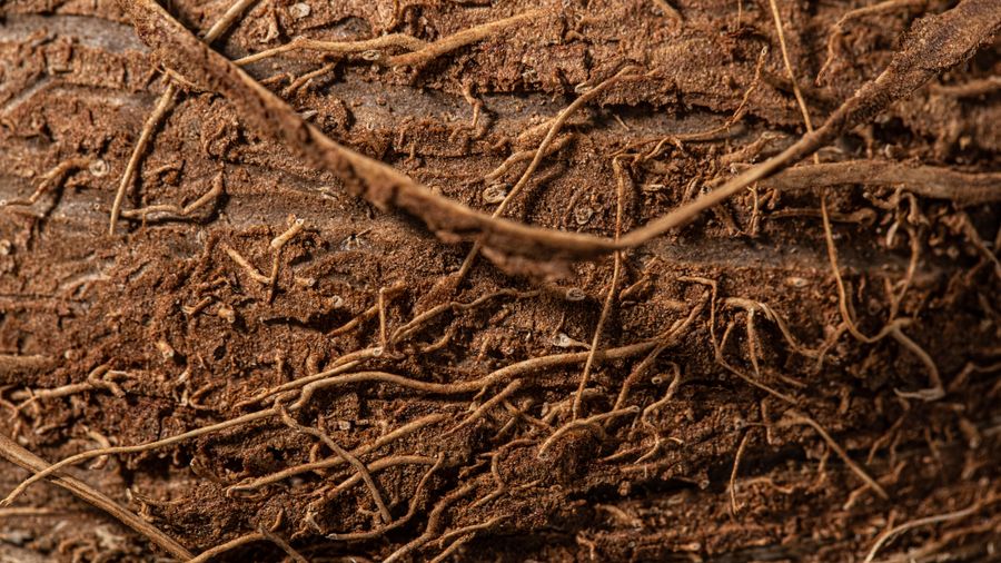 Fine roots threading through brown soil — photo by Mikhail Nilov on Pexels