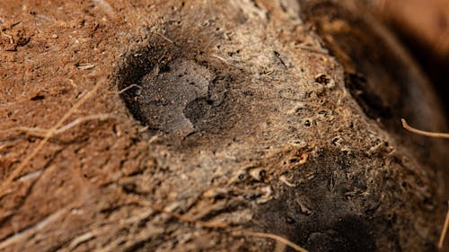 An Animal Footprint on Soil