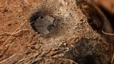 An Animal Footprint on Soil