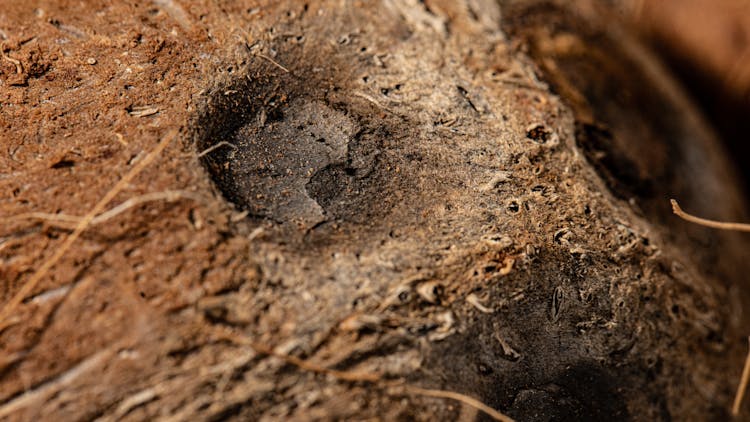 An Animal Footprint On Soil