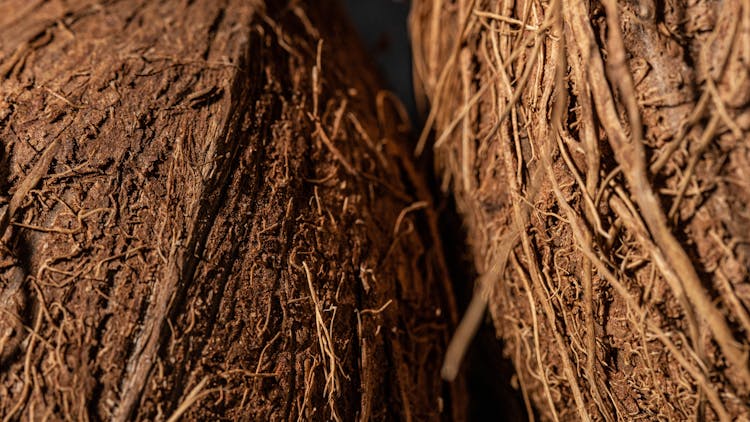 Close-Up Shot Of Coconut Fiber