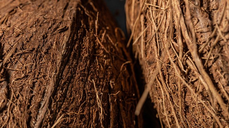 Fibra de Coco: Preparacao e Vantagens como Substrato de Cultivo