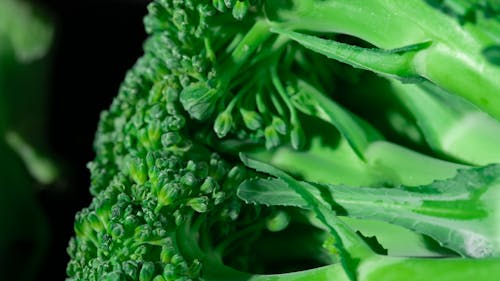 Gratis stockfoto met achtergrond, biologisch, broccoli