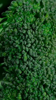 Prepared broccoli florets image
