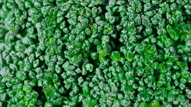 broccoli