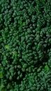 Macro Shot of Broccoli Florets