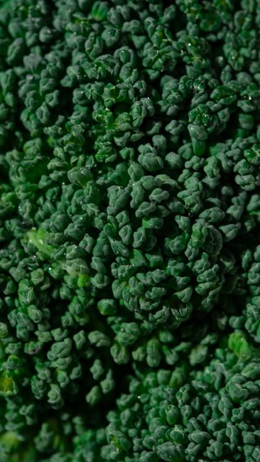 Detailed macro shot of fresh green broccoli florets showcasing texture and vibrancy.