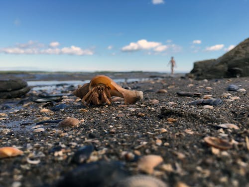 Gratis stockfoto met blauw, heremietkreeften, ierse zee