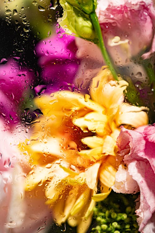 Yellow and Pink Flower Petals