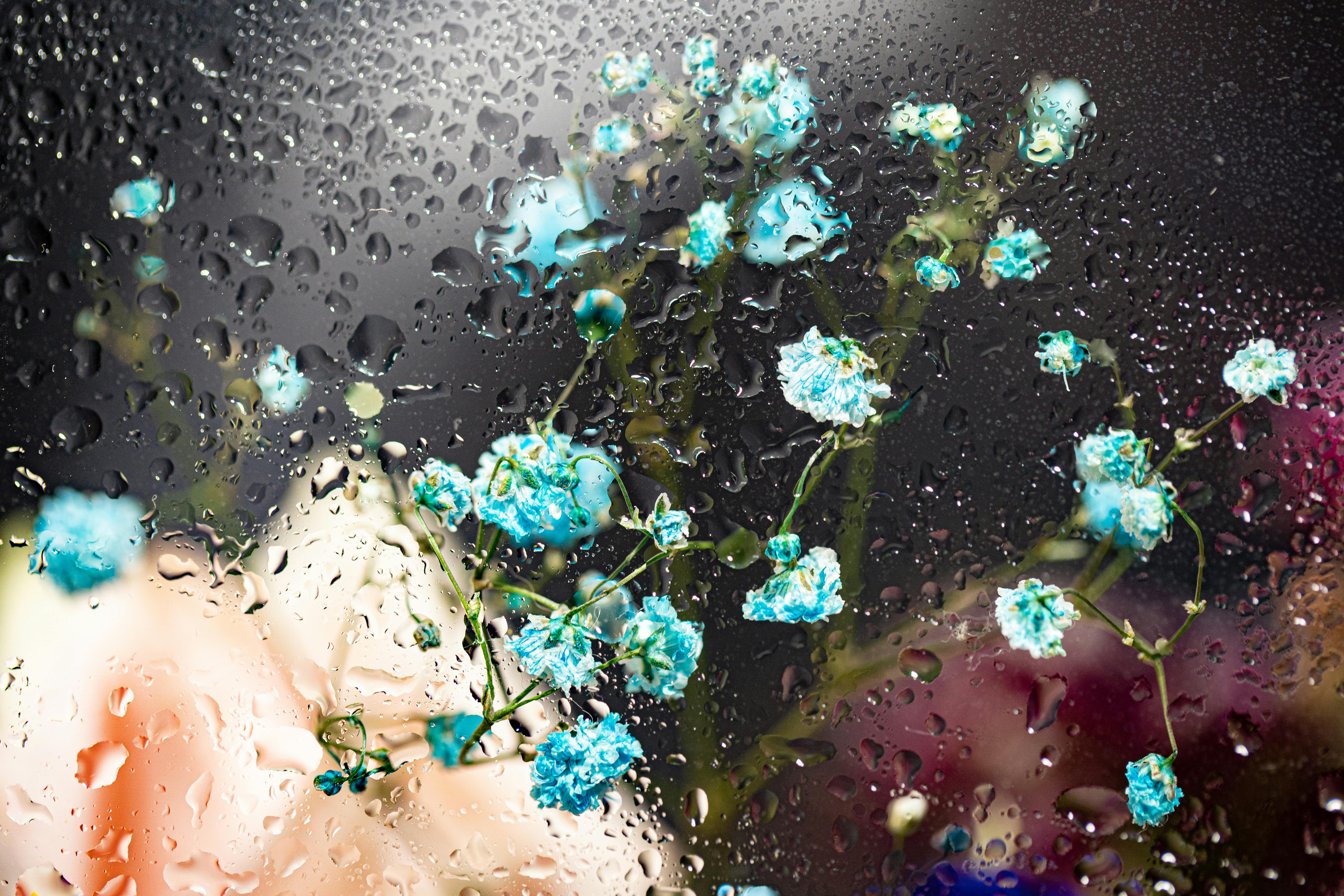 Blue Flowers Behind a Wet Glass Free Stock Photo