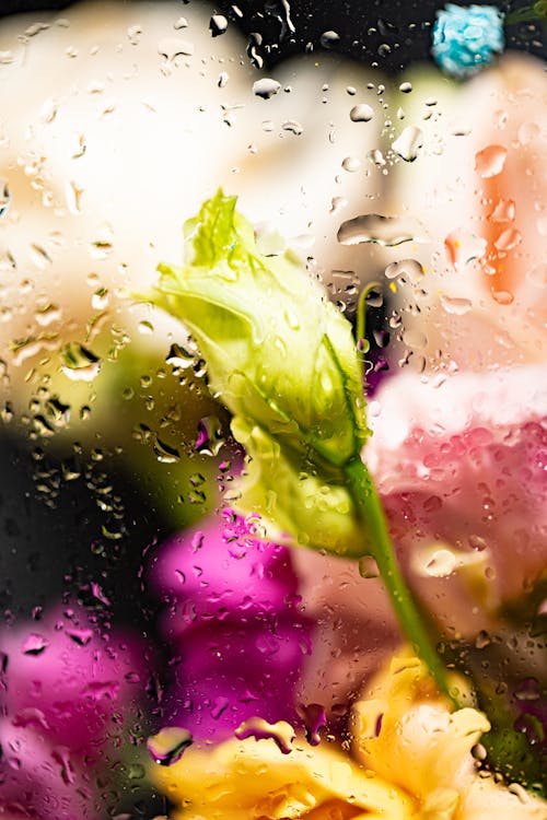 Colorful Flowers behind Window Glass