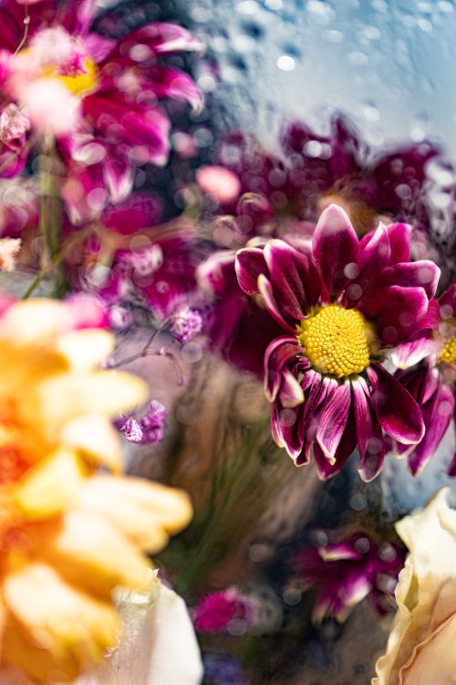 Free Close-up of vivid chrysanthemums with droplets, showcasing colors and freshness. Stock Photo