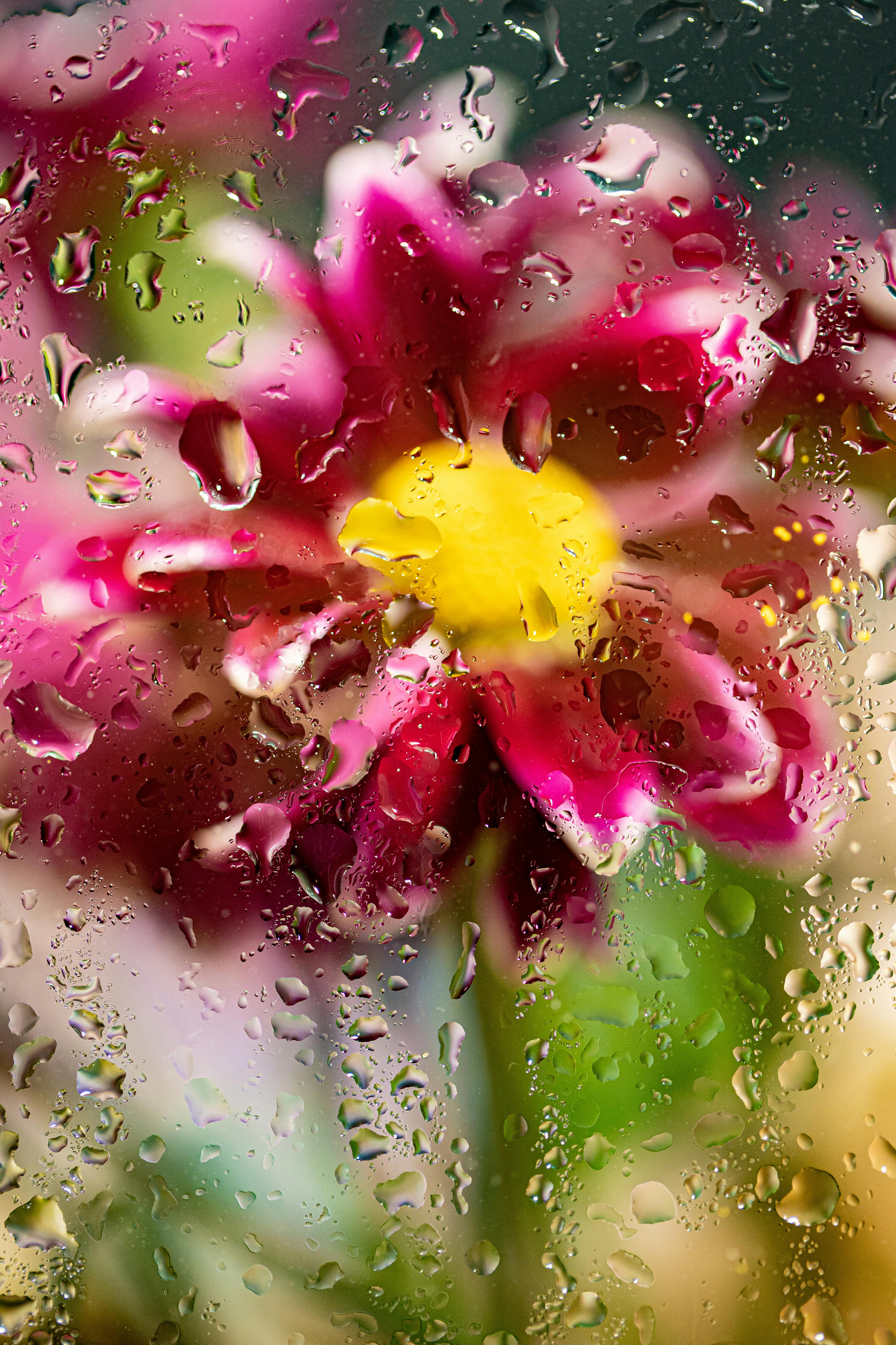 Flowers Behind Glass Drops flowers drops glass graphy HD wallpaper   Peakpx