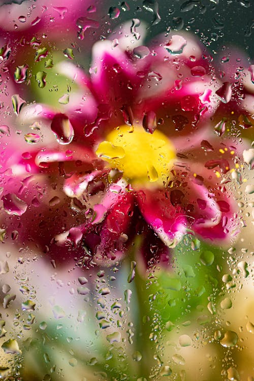 Free A Flower behind Wet Glass Stock Photo