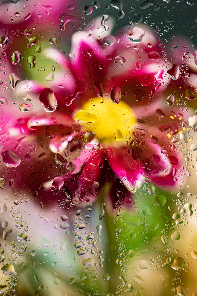 A Flower Behind Wet Glass