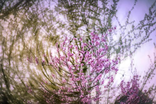 Fotobanka s bezplatnými fotkami na tému čerešňový kvet, flóra, krásny