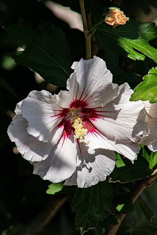 Close Up Photo of a Hibiscus Flower