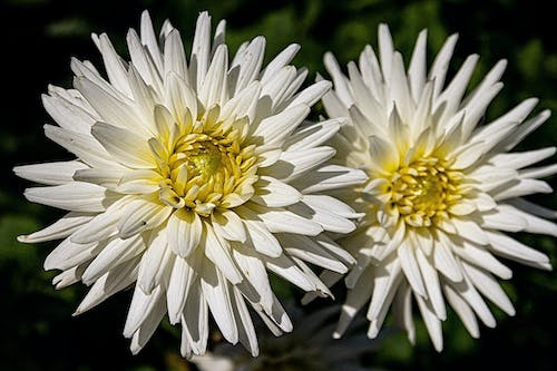 Beyaz çiçekler, bitki, bitkibilim içeren Ücretsiz stok fotoğraf