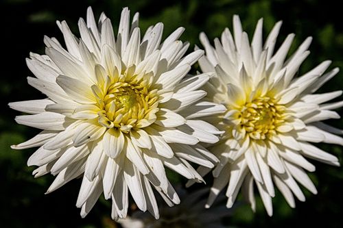 Free Beautiful white chrysanthemums captured in full bloom, showcasing nature's delicate elegance. Stock Photo
